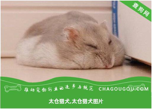 太仓猎犬,太仓猎犬图片