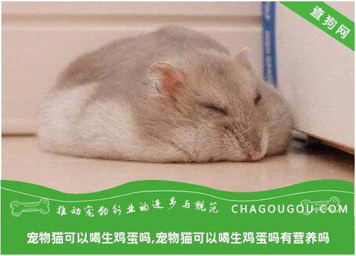 宠物猫可以喝生鸡蛋吗,宠物猫可以喝生鸡蛋吗有营养吗