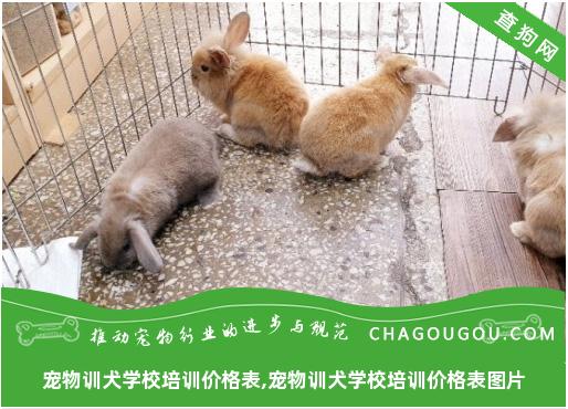 宠物训犬学校培训价格表,宠物训犬学校培训价格表图片