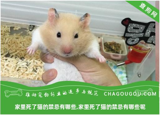 家里死了猫的禁忌有哪些,家里死了猫的禁忌有哪些呢