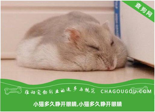 小猫多久睁开眼睛,小猫多久睁开眼睛