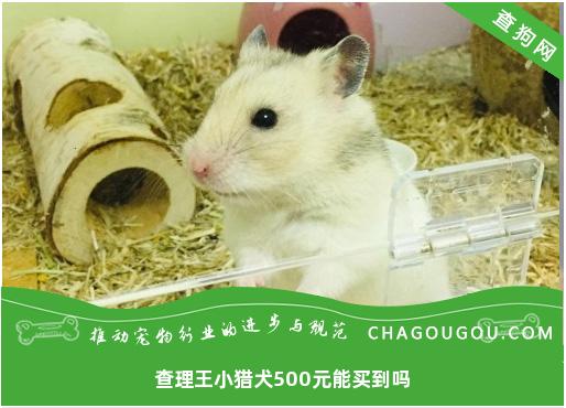 查理王小猎犬500元能买到吗