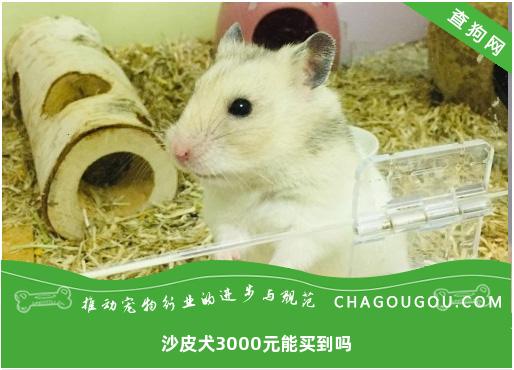 沙皮犬3000元能买到吗