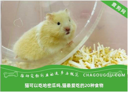 猫可以吃哈密瓜吗,猫最爱吃的20种食物