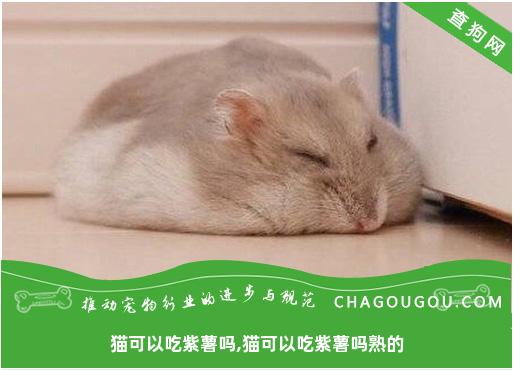 猫可以吃紫薯吗,猫可以吃紫薯吗熟的