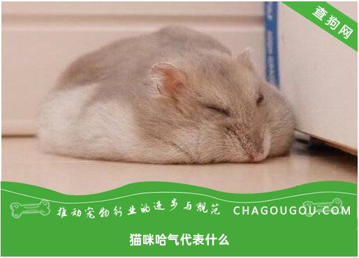 猫咪哈气代表什么