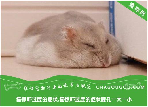 猫惊吓过度的症状,猫惊吓过度的症状瞳孔一大一小