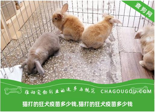 猫打的狂犬疫苗多少钱,猫打的狂犬疫苗多少钱