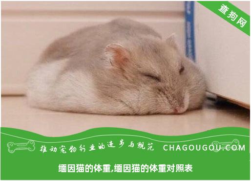 缅因猫的体重,缅因猫的体重对照表