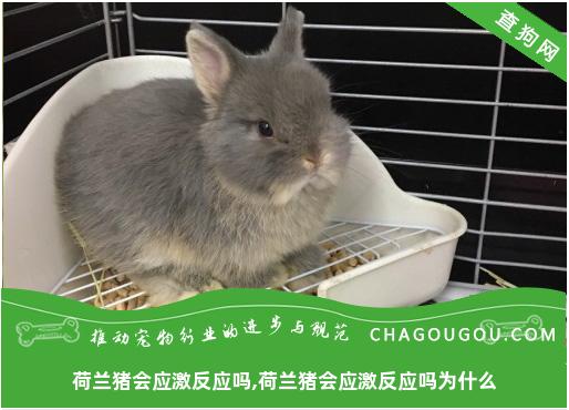 荷兰猪会应激反应吗,荷兰猪会应激反应吗为什么