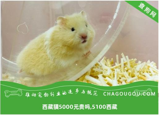 西藏獚5000元贵吗,5100西藏