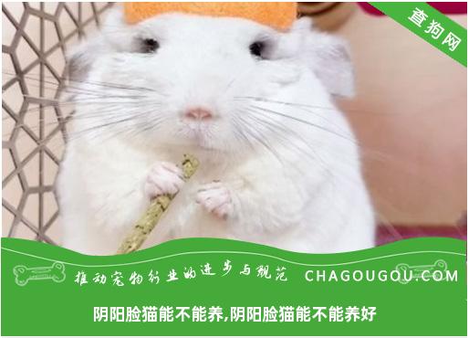 阴阳脸猫能不能养,阴阳脸猫能不能养好