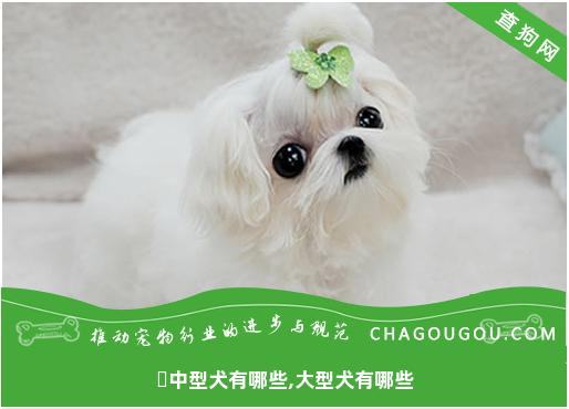 ​中型犬有哪些,大型犬有哪些