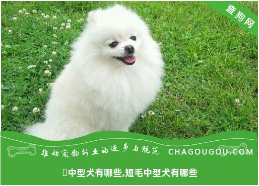 ​中型犬有哪些,短毛中型犬有哪些