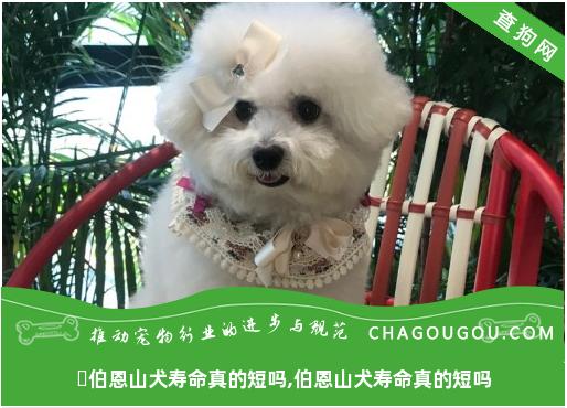 ​伯恩山犬寿命真的短吗,伯恩山犬寿命真的短吗