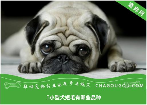 ​小型犬短毛有哪些品种