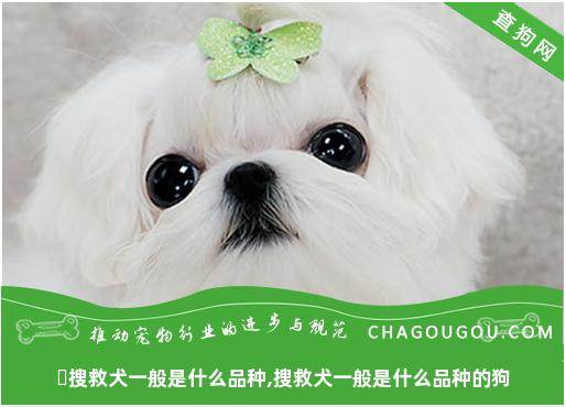 ​搜救犬一般是什么品种,搜救犬一般是什么品种的狗