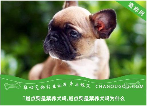 ​斑点狗是禁养犬吗,斑点狗是禁养犬吗为什么