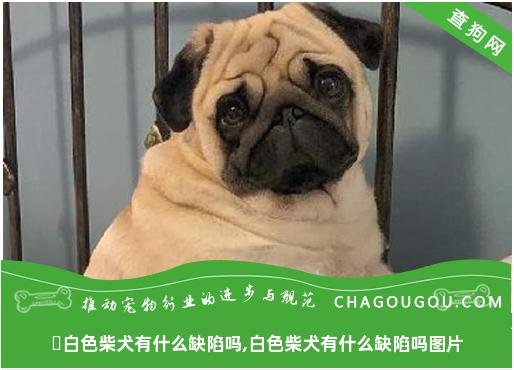 ​白色柴犬有什么缺陷吗,白色柴犬有什么缺陷吗图片