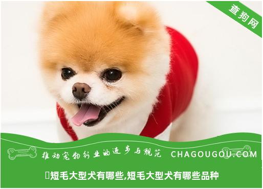 ​短毛大型犬有哪些,短毛大型犬有哪些品种