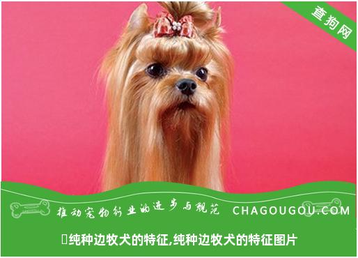 ​纯种边牧犬的特征,纯种边牧犬的特征图片