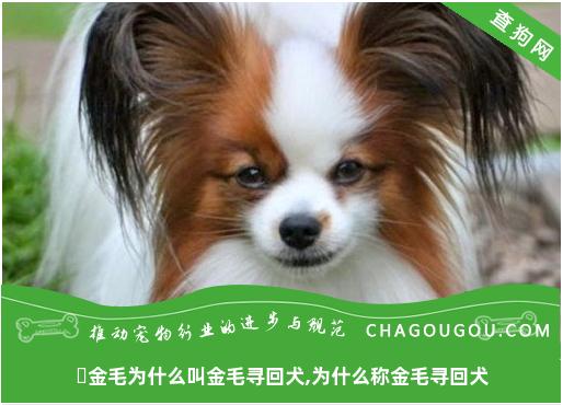 ​金毛为什么叫金毛寻回犬,为什么称金毛寻回犬