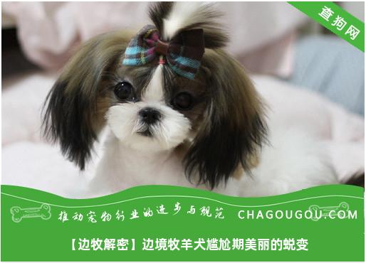 【边牧解密】边境牧羊犬尴尬期美丽的蜕变