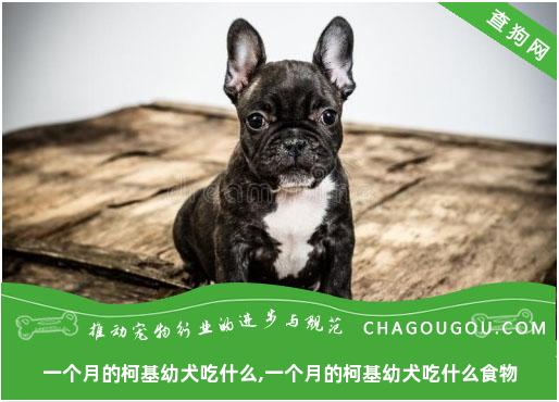 一个月的柯基幼犬吃什么,一个月的柯基幼犬吃什么食物