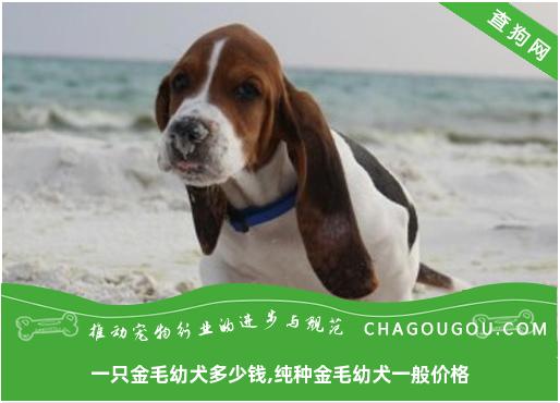 一只金毛幼犬多少钱,纯种金毛幼犬一般价格