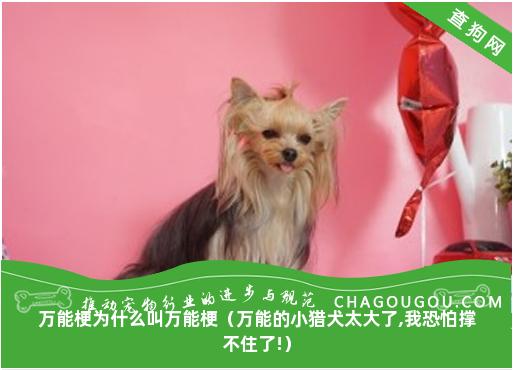 万能梗为什么叫万能梗（万能的小猎犬太大了,我恐怕撑不住了!）