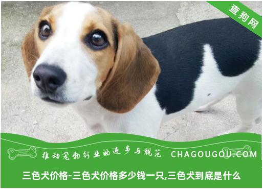 三色犬价格-三色犬价格多少钱一只,三色犬到底是什么