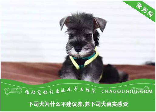 下司犬为什么不建议养,养下司犬真实感受