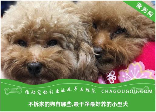 不拆家的狗有哪些,最干净最好养的小型犬