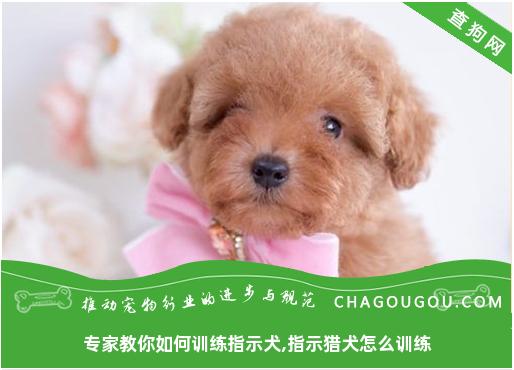 专家教你如何训练指示犬,指示猎犬怎么训练