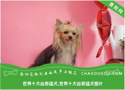 世界十大凶恶猛犬,世界十大凶恶猛犬图片