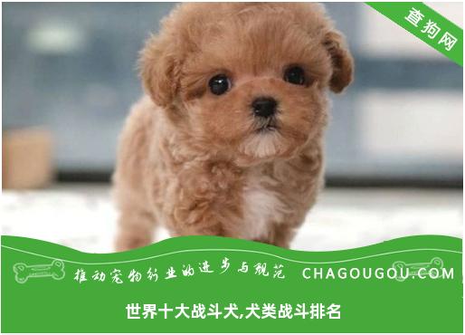 世界十大战斗犬,犬类战斗排名