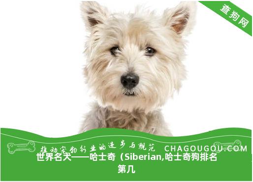 世界名犬——哈士奇（Siberian,哈士奇狗排名第几