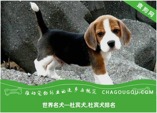 世界名犬—杜宾犬,杜宾犬排名