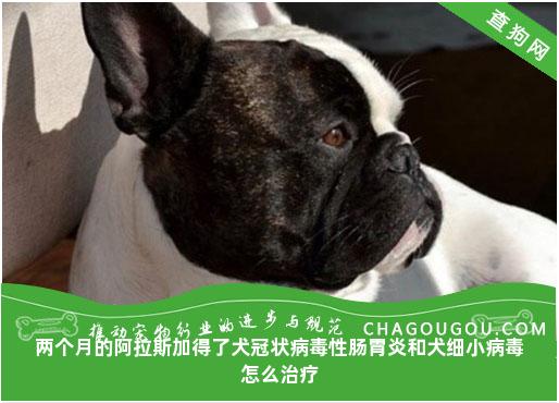 两个月的阿拉斯加得了犬冠状病毒性肠胃炎和犬细小病毒怎么治疗