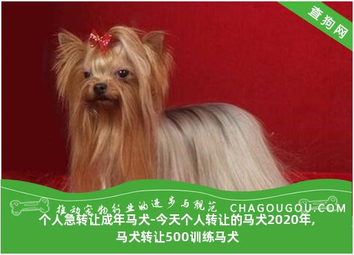 个人急转让成年马犬-今天个人转让的马犬2020年,马犬转让500训练马犬