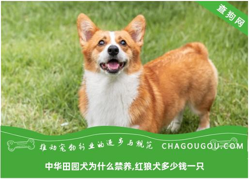 中华田园犬为什么禁养,红狼犬多少钱一只