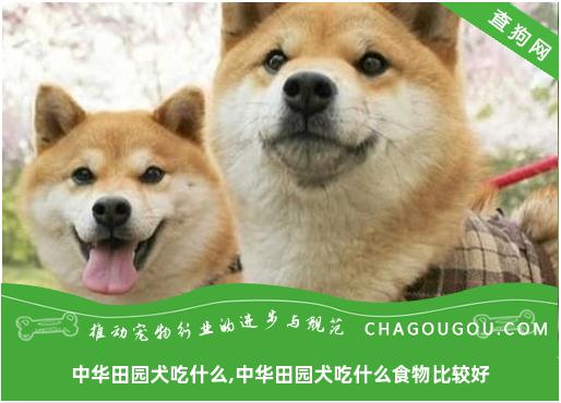 中华田园犬吃什么,中华田园犬吃什么食物比较好