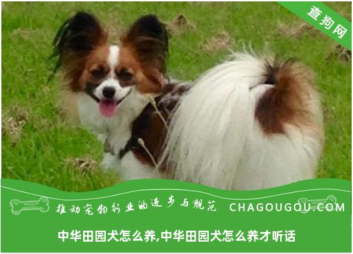 中华田园犬怎么养,中华田园犬怎么养才听话