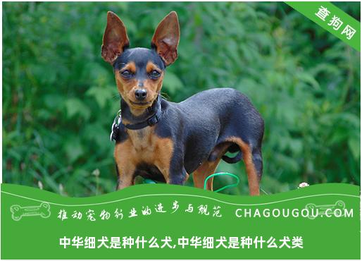 中华细犬是种什么犬,中华细犬是种什么犬类