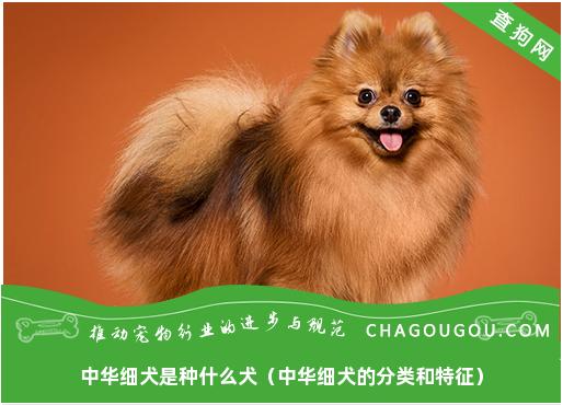 中华细犬是种什么犬（中华细犬的分类和特征）