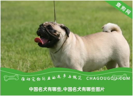 中国名犬有哪些,中国名犬有哪些图片