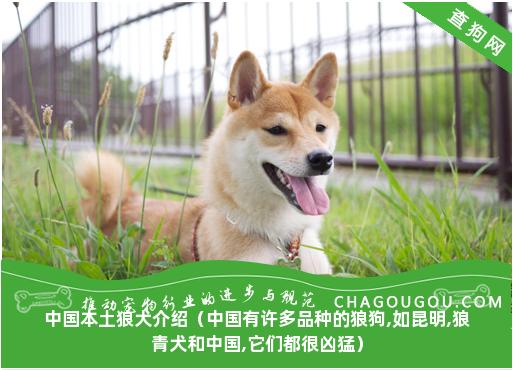 中国本土狼犬介绍（中国有许多品种的狼狗,如昆明,狼青犬和中国,它们都很凶猛）