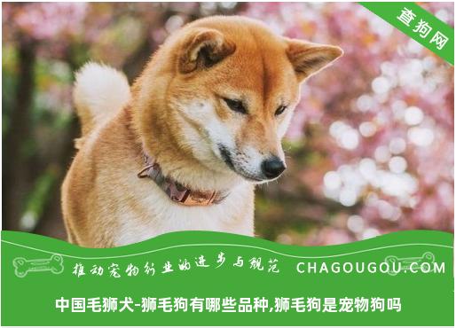 中国毛狮犬-狮毛狗有哪些品种,狮毛狗是宠物狗吗