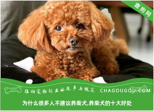 为什么很多人不建议养柴犬,养柴犬的十大好处