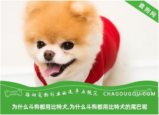 为什么斗狗都用比特犬,为什么斗狗都用比特犬的尾巴呢